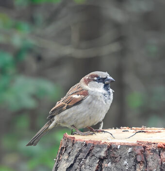 In the woods - Free image #503525